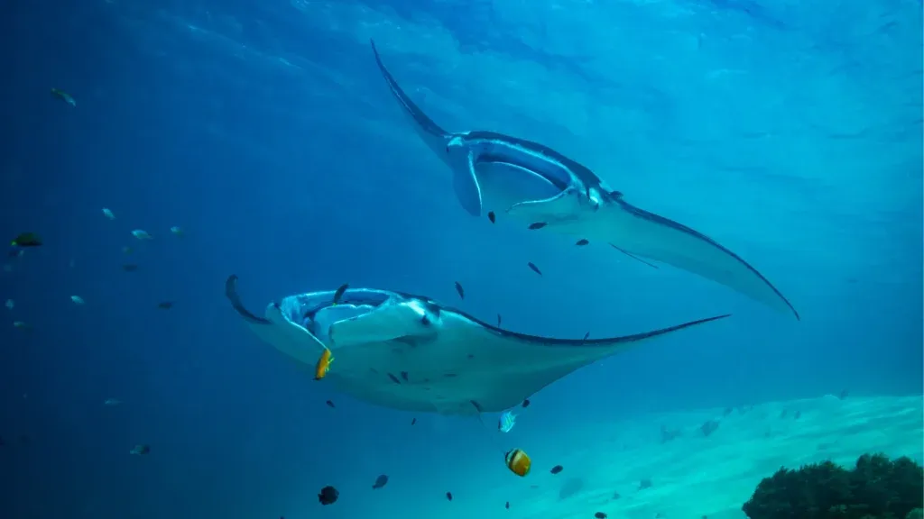 A manta ray gliding over the shallows at Makassar Reef, Komodo