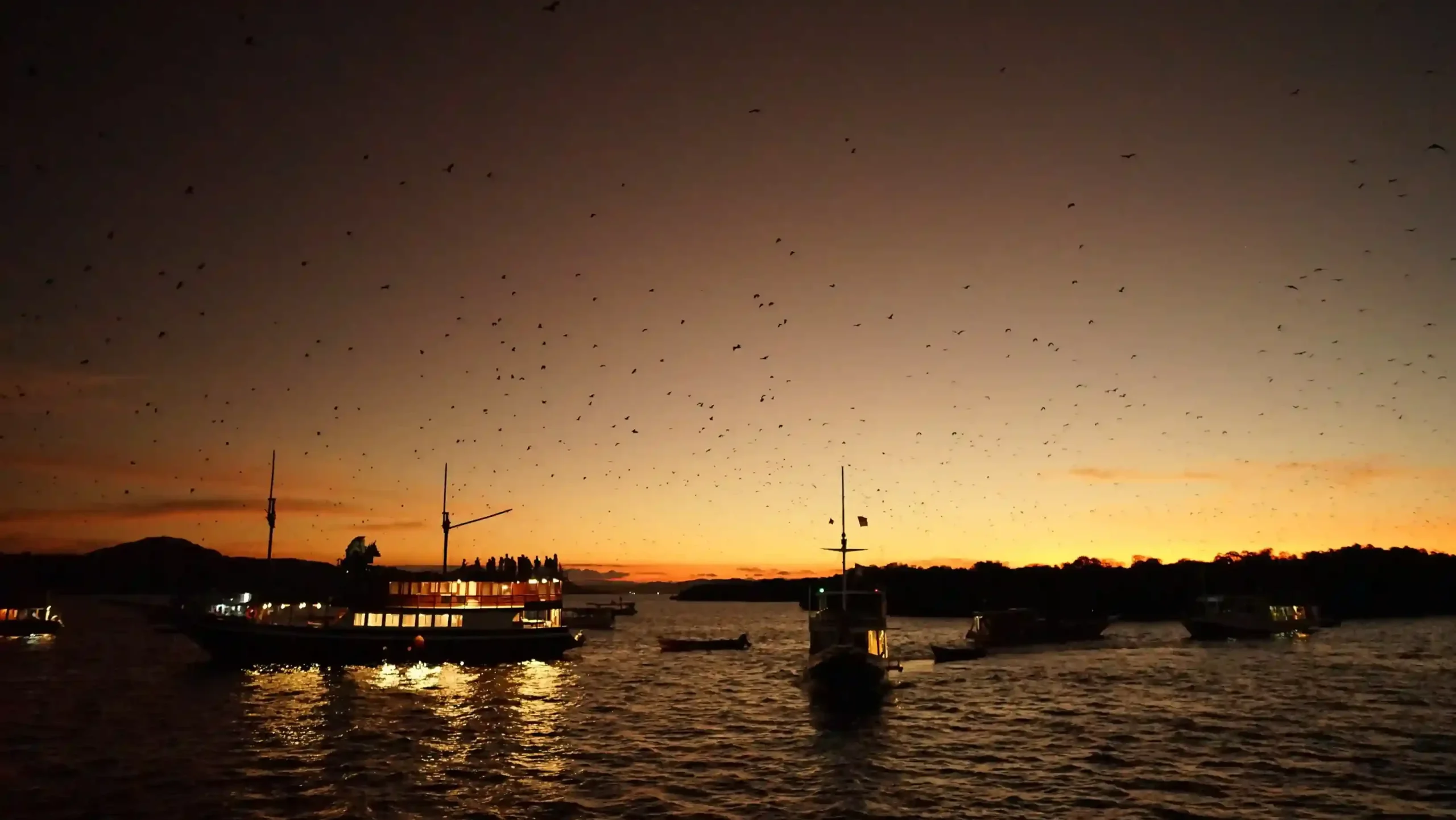 Flying foxes leaving the mangroves of Kalong Island against a red sunset