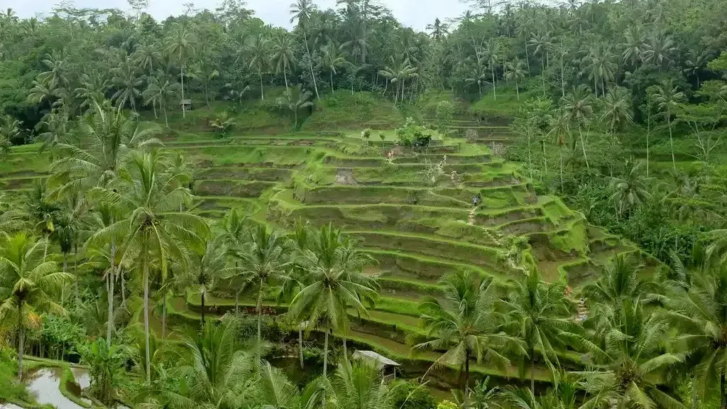 Terraced rice fields at Tegalalang, worked under Baliu{2019}s subak irrigation system