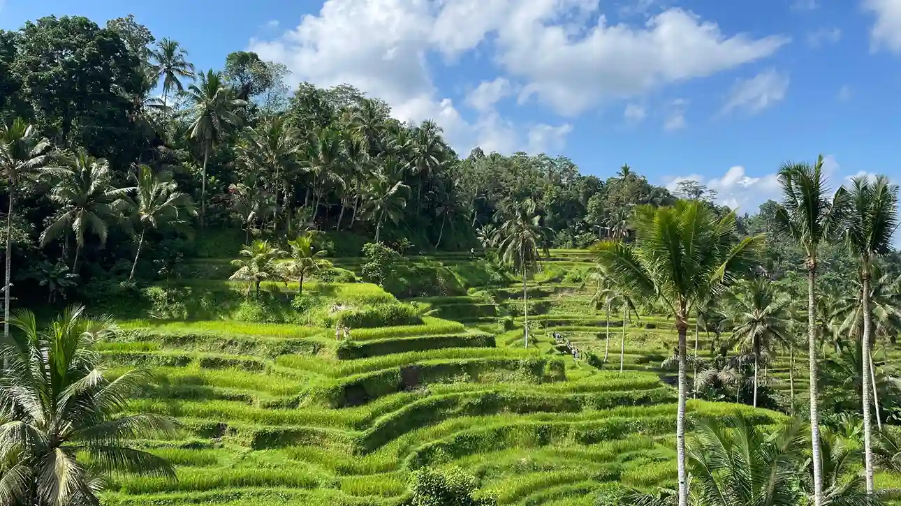 Rice terraces stepping down a valley fringed with coconut palms above Ubud